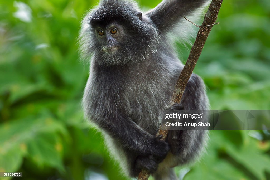 Silvered or silver-leaf langur juvenile sitting on a branch