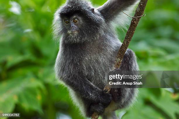 silvered or silver-leaf langur juvenile sitting on a branch - silvered leaf monkey stock pictures, royalty-free photos & images