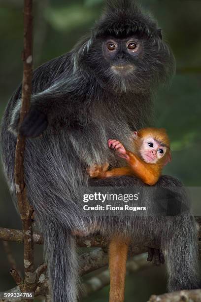 silvered or silver-leaf langur female sitting with her baby aged 1-2 weeks - silvered leaf monkey stock-fotos und bilder