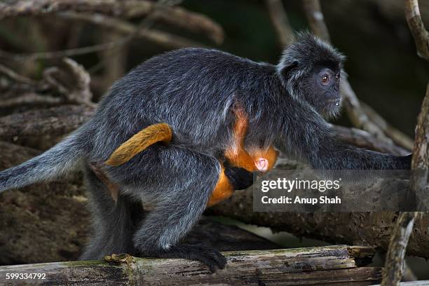 silvered or silver-leaf langur female carrying her baby aged 1-2 weeks under her belly - silvered leaf monkey fotografías e imágenes de stock