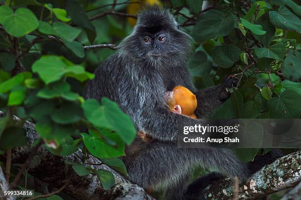 silvered or silver-leaf langur female sitting ina tree holding a baby aged 1-2 weeks - silvered leaf monkey fotografías e imágenes de stock