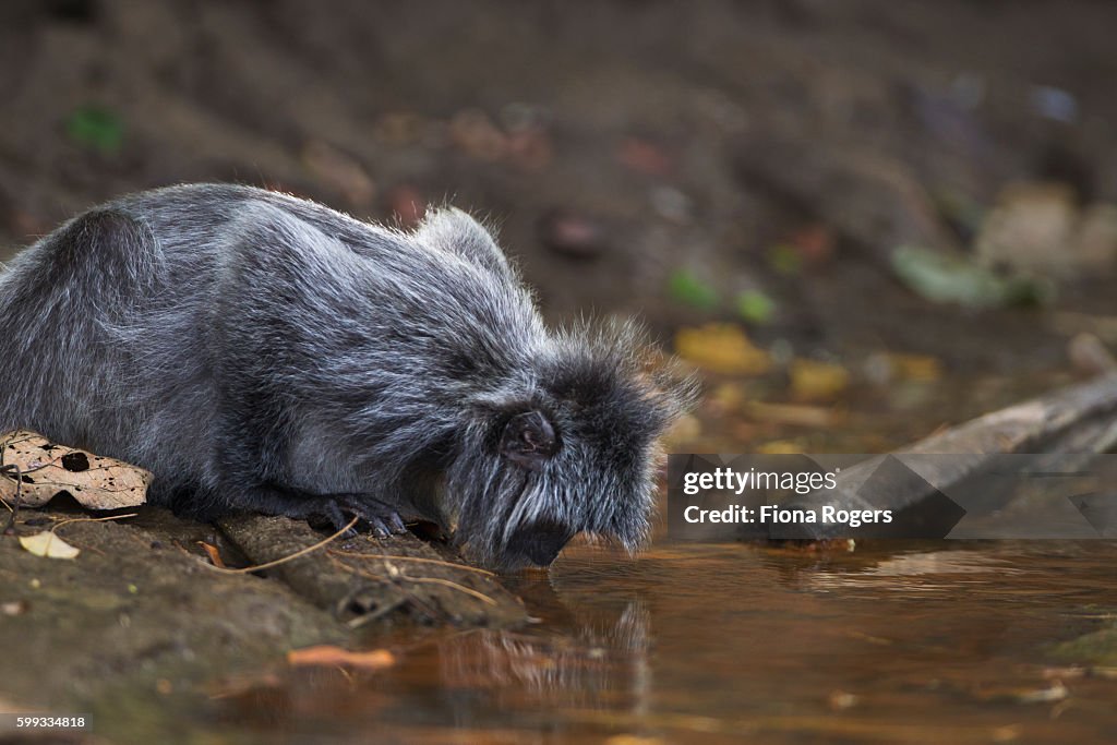 Silvered or silver-leaf langur drinking from a small stream