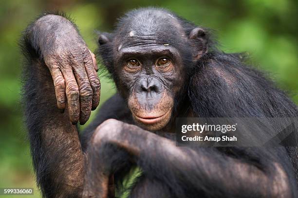 1,657 Bonobo Stock Photos, High-Res Pictures, and Images - Getty 1,657 Bonobo Stock Photos, High-Res Pictures, and Images - Getty