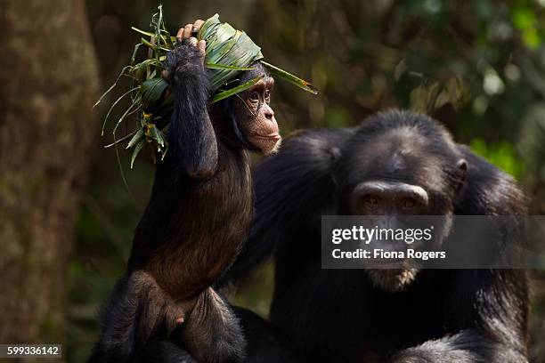 western chimpanzee infant male 'flanle' aged 3 years wearing a 'head support' used by villagers - western chimpanzee stock pictures, royalty-free photos & images