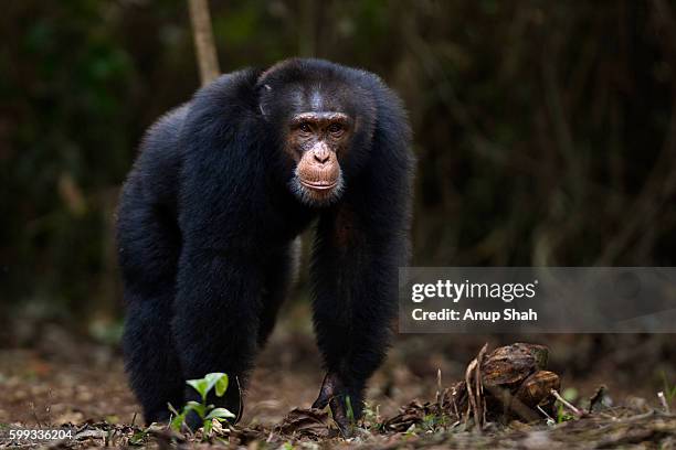 western chimpanzee young male 'jeje' aged 13 years walking - portrait - western chimpanzee stock pictures, royalty-free photos & images