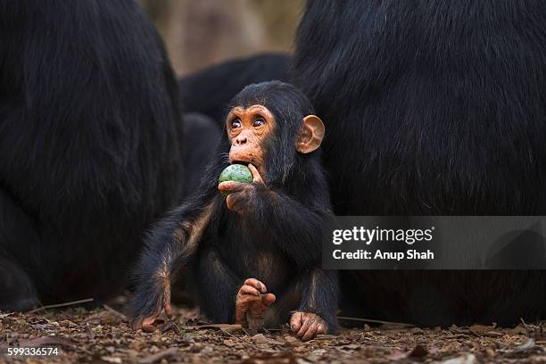 eastern chimpanzee infant male 'fifty' aged 1 year playing with a fruit among a group of adults - chimpancé fotografías e imágenes de stock