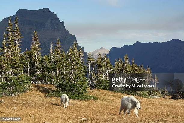 rocky mountain goat mother and calf - mountain goat stock pictures, royalty-free photos & images