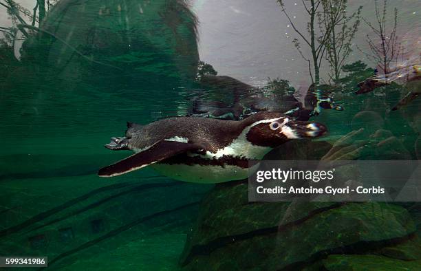 Inaugurated in 1934, the Paris Zoo will reopen for the public after being closed for four-years for renovation, transforming the zoo with new...