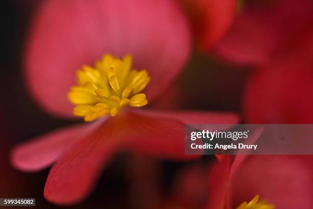 wax begonia - wax begonia stock pictures, royalty-free photos & images