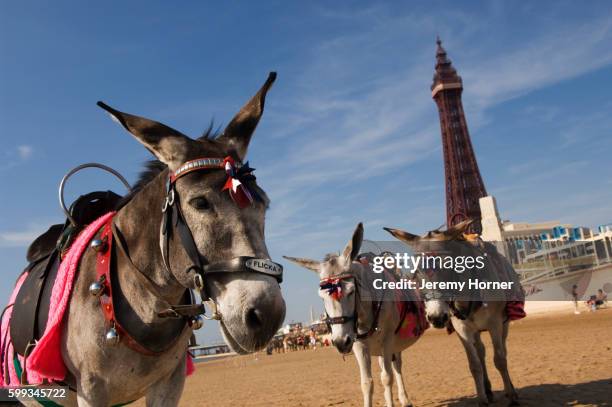 donkeys on the beach with blackpool tower in the background - blackpool tower stock-fotos und bilder