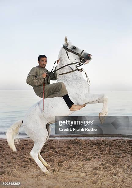 man sitting on rearing horse - arabic horse stock-fotos und bilder