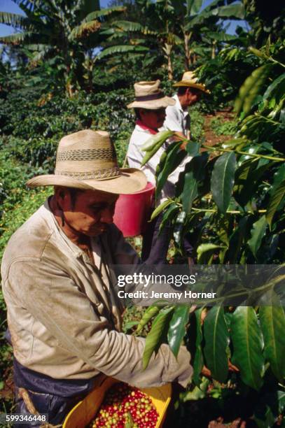 picking coffee beans, colombia - antioquia stock pictures, royalty-free photos & images