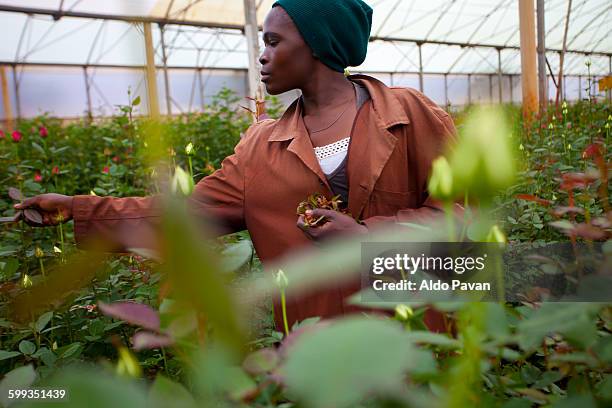 kenya, thika, simbi roses fair trade farm - eerlijke handel stockfoto's en -beelden