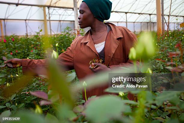 kenya, thika, simbi roses fair trade farm - kenya woman stock pictures, royalty-free photos & images