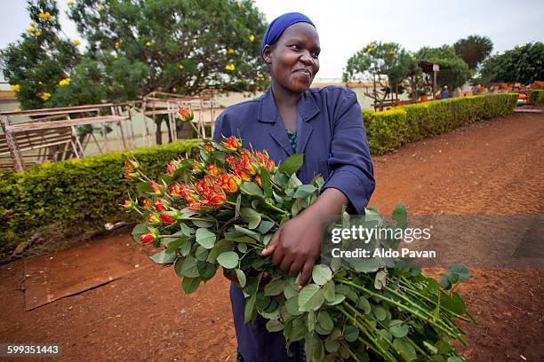 kenya, thika, simbi roses fair trade farm - kenya woman stock pictures, royalty-free photos & images