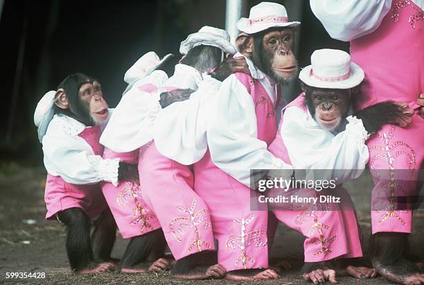 Pink Ripped Chimp 205 Circus Chimp Stock Photos, High-Res Pictures, and Images - Getty Images