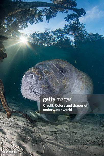 sunset with manatee inside the crystal river - crystal river florida stock-fotos und bilder