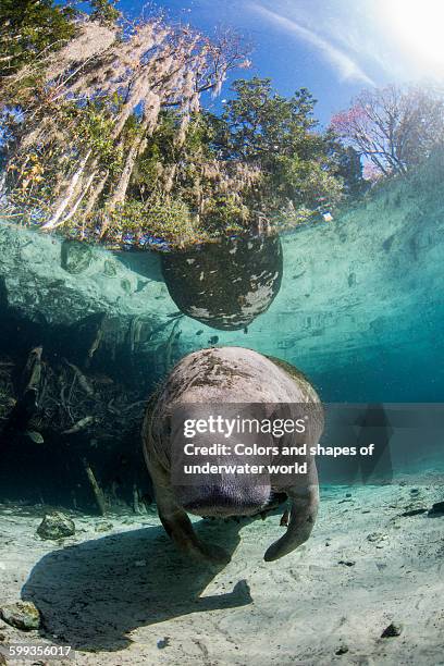 split view of nature park scenery and manatee - crystal river florida stock-fotos und bilder