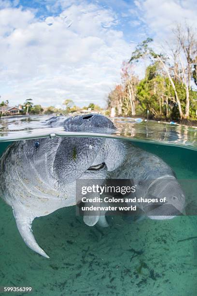 endangered specie west indian manatee - crystal river florida stock-fotos und bilder