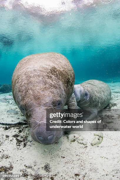 american manatee feeding its child - crystal river florida stock-fotos und bilder