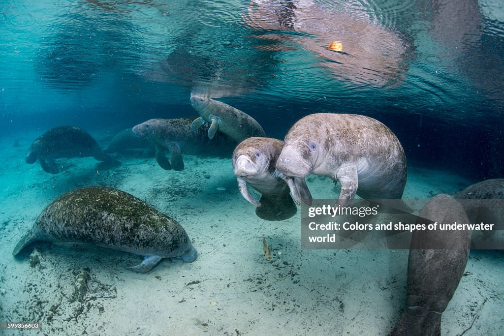 Underwater scene with West Indian Manatee family