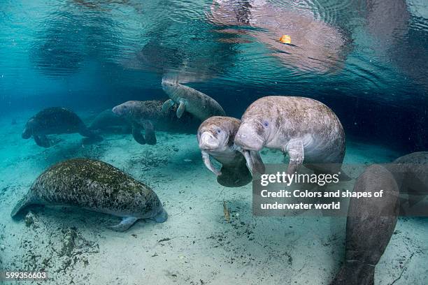 underwater scene with west indian manatee family - dugong stock pictures, royalty-free photos & images