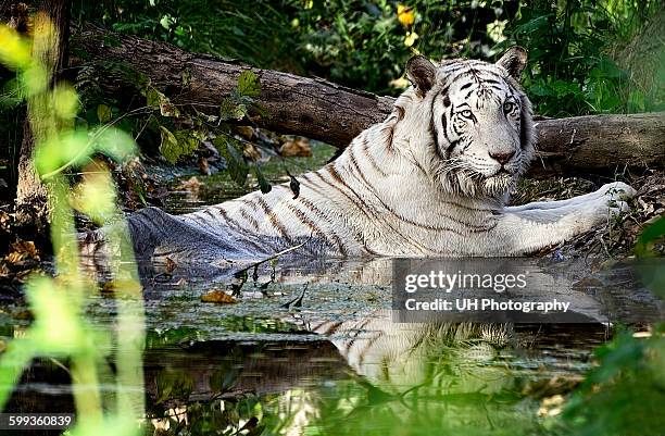 white tiger - jungle safari stock-fotos und bilder