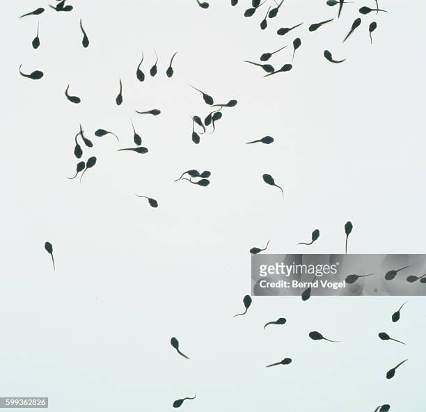 tadpoles swimming - tadpole stock pictures, royalty-free photos & images