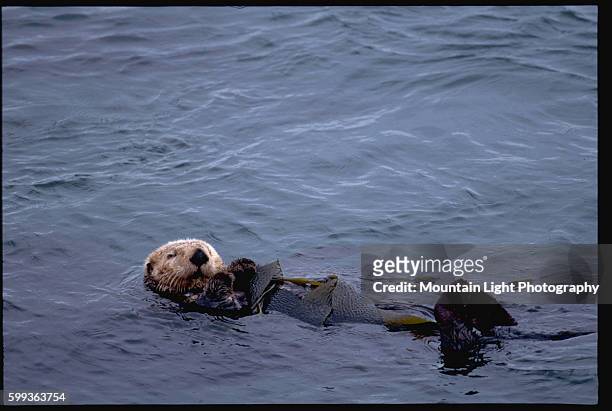Sea Otter Floating With Kelp on Its Belly