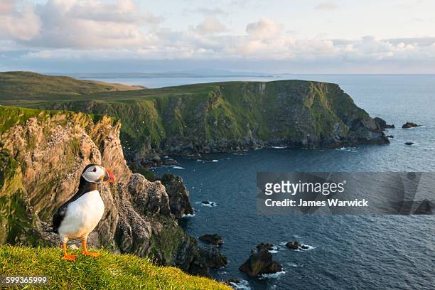 atlantic puffin at clifftop edge - papageitaucher stock-fotos und bilder