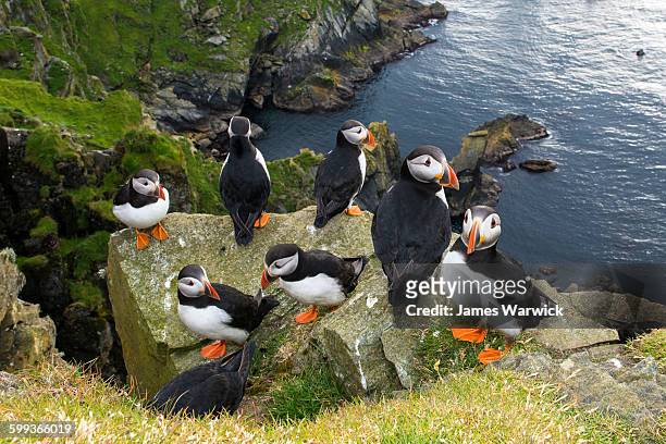 atlantic puffins congregating on clifftop rock - papageitaucher stock-fotos und bilder