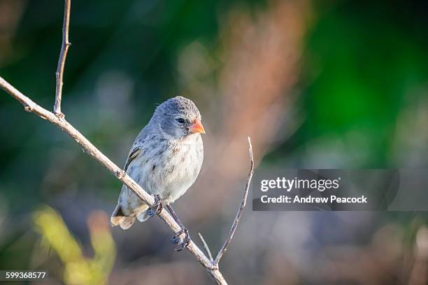 Small Ground 44 Small Ground Finch Stock Photos, High-Res Pictures, and Images ...