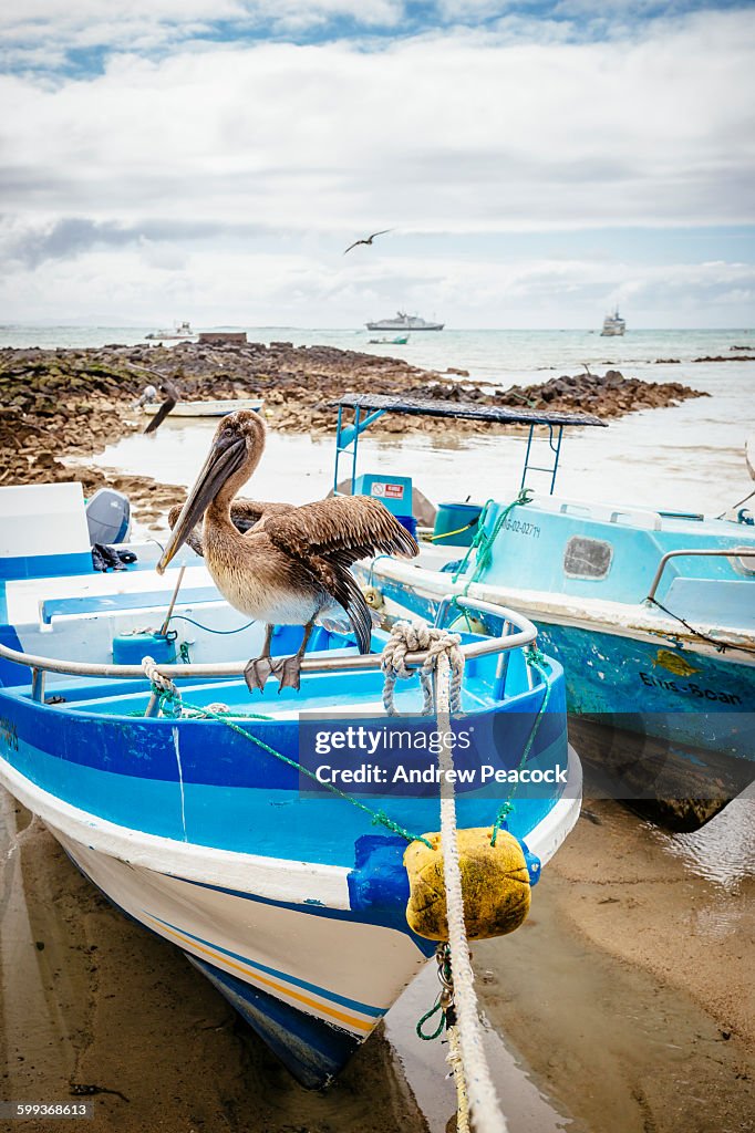 Fisherman's dock, Puerto Ayora, Santa Cruz Island
