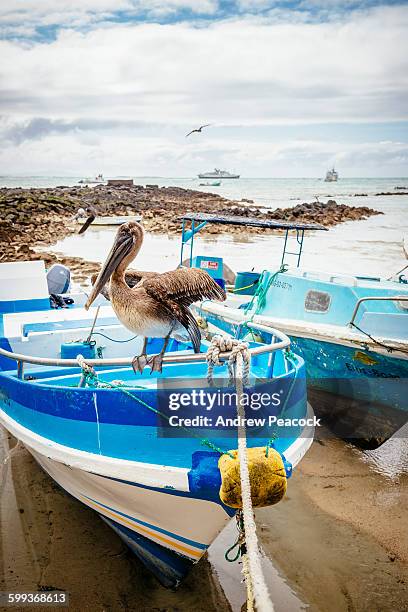 fisherman's dock, puerto ayora, santa cruz island - puerto ayora stock pictures, royalty-free photos & images