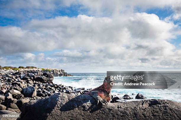 marine iguana, punta suarez, espanola island - galapagos stockfoto's en -beelden
