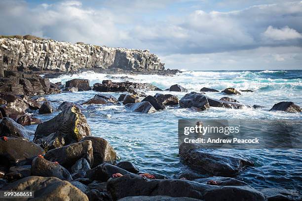 galapagos sea lion [zalophus wollebaeki] - zalophus californianus imagens e fotografias de stock