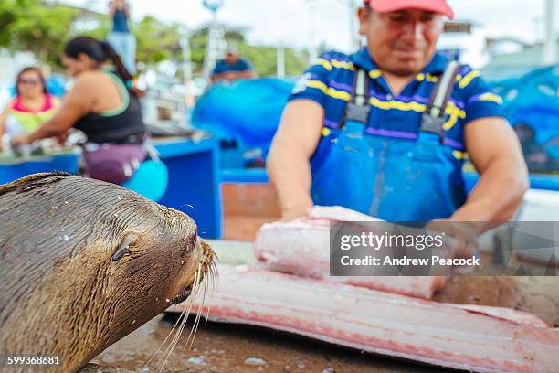 fisherman's dock, puerto ayora, santa cruz island - puerto ayora stock pictures, royalty-free photos & images