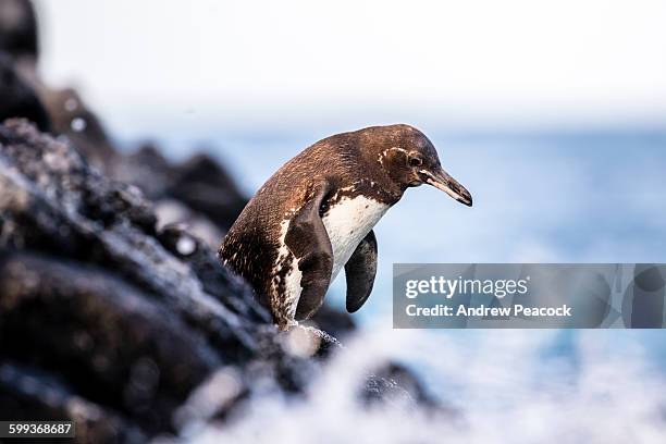 galapagos penguin [spheniscus mendiculus] - galapagos penguin fotografías e imágenes de stock