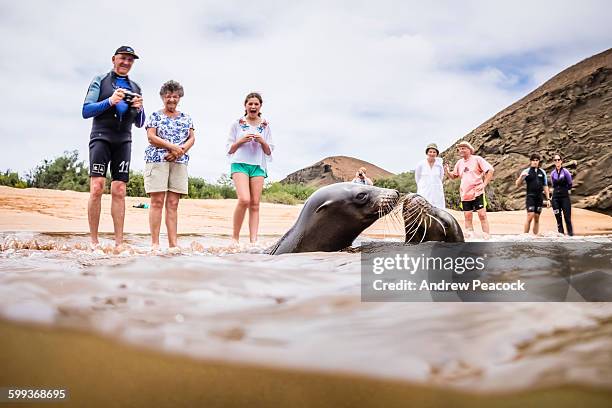 galapagos sea lions playing in shallow water - galapagos sea lion stock pictures, royalty-free photos & images