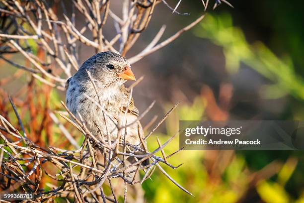 small ground finch [geospiza fuliginosa] - galapagos finch stock pictures, royalty-free photos & images