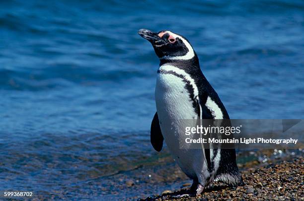 Magellanic Penguin at Water's Edge