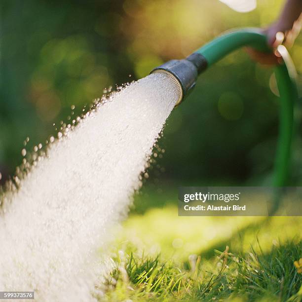 hose pipe spraying water in the garden - garden hose foto e immagini stock