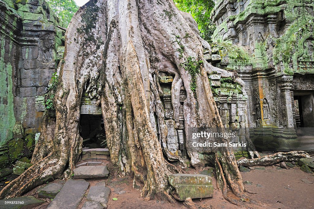 Strangler fig (Ficus sp.) tree roots on the Preah KhanTemple, Angkor Wat, Cambodia, Southeast Asia