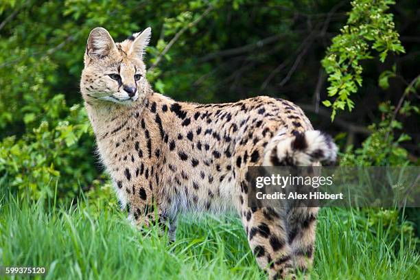 serval - leptailurus serval, controlled conditions - raubkatze stock-fotos und bilder