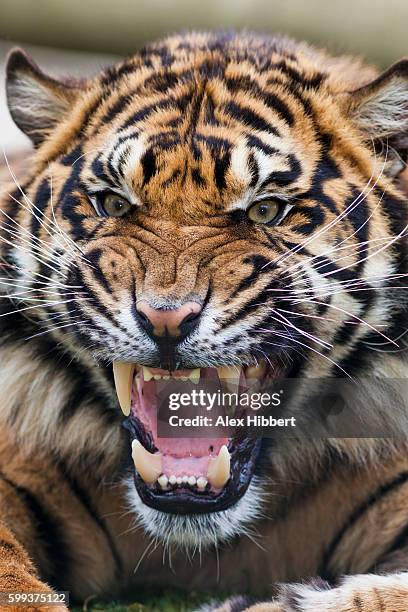 snarling bengal tiger - panthera tigris tigris, controlled conditions - snarling stock pictures, royalty-free photos & images