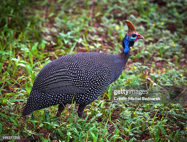 the helmeted guineafowl (numida meleagris) in lake manyara national park, tanzania, africa - bednarek stock pictures, royalty-free photos & images