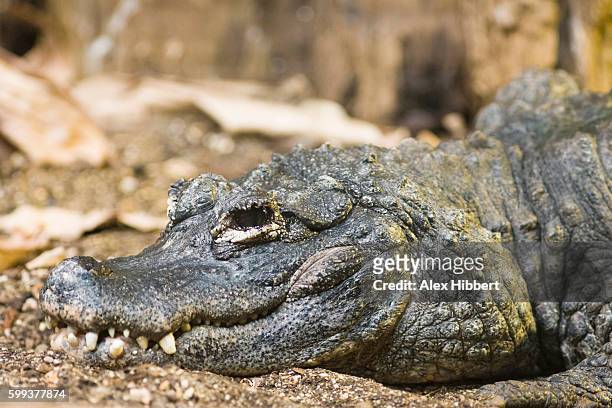 chinese alligator - alligator sinensis - alligator sinensis stock pictures, royalty-free photos & images