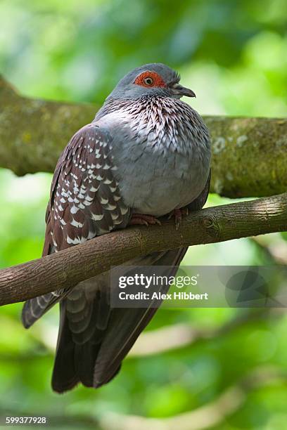 diamond dove (geopelia cuneata) perched on branch, controlled conditions - geopelia cuneata stock pictures, royalty-free photos & images