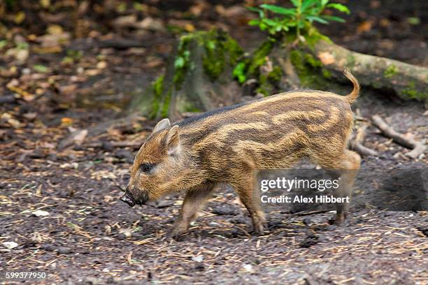 wild boar (sus scrofa) piglet, controlled conditions - alex evers stockfoto's en -beelden