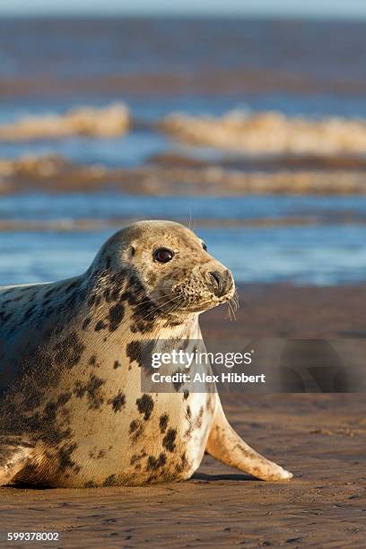 grey seal (halichoerus grypus) on the beach at donna nook, england, uk - gray seal stock pictures, royalty-free photos & images